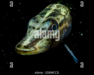 Junger Hecht (Esox lucius) sehr neugierig, Nordrhein-Westfalen, Deutschland Stockfoto