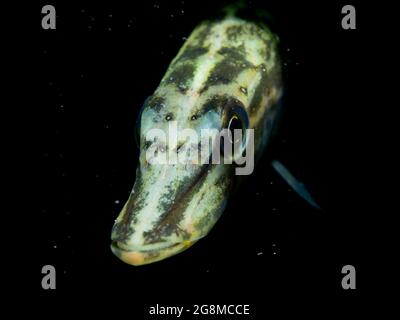 Junger Hecht (Esox lucius) sehr neugierig, Nordrhein-Westfalen, Deutschland Stockfoto