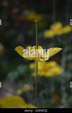 Die Blume des mexikanischen Tulpenmohn Stockfoto