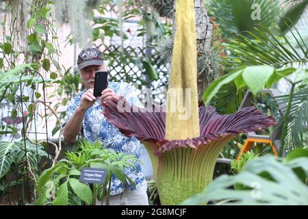 21. Juli 2021, Raleigh, North Carolina, USA: Dr. GARY JESMOK von Raleigh fotografiert eine Leiche, eine der größten, stinkendsten Blumen im Pflanzenreich, die heute an der North Carolina State University am Tropical Conservatory des US-Bundesstaates North Carolina blühte. Der seltene titan-Arum wird vom Besitzer Brandon Huber nach einer Figur aus dem Harry Potter-Universum Lupin genannt, die aufgrund ihres Gestanks nach verfaultem Fleisch bei der Blüte gemeinhin als Leichenblume bekannt ist. Die Blüte dauerte 13 Jahre, bis sie 2016 zum ersten Mal blühte. 2019 blühte sie wieder auf. Es wird erwartet, dass dies auch weiterhin alle 3-7 Jahre der Fall sein wird. L Stockfoto