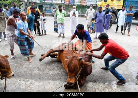 Dhaka, Bangladesch. Juli 2021. Muslime bereiten sich darauf vor, während des muslimischen Festivals Eid al-Adha oder des „Opferfestes in Dhaka“ ein Opfertier zu schlachten. (Foto von Piyas Biswas/SOPA Images/Sipa USA) Quelle: SIPA USA/Alamy Live News Stockfoto