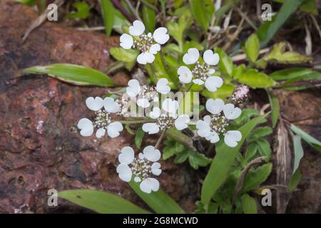 Blumenstrauß von jährlichem Candytuft, Iberis umbellata in Satara, Maharashtra, Indien in der Natur gefunden Stockfoto