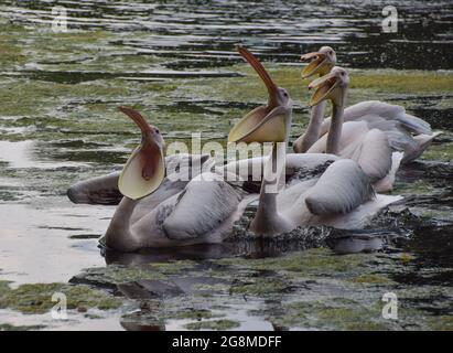 Mittagessen für die einheimischen Pelikane im St James's Park, Westminster. Sechs tolle weiße Pelikane, die frei kommen und gehen können, wie sie wollen, rufen den Park ihr Zuhause an und werden täglich vom Parkpersonal gefüttert. London, Großbritannien 21 Juli 2021. Stockfoto