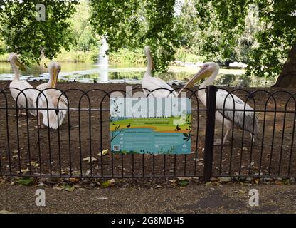 Im St James's Park stehen die einheimischen Pelikane neben dem Schild „Bitte füttern Sie die Tiere nicht“. Sechs tolle weiße Pelikane, die frei kommen und gehen können, wie sie wollen, rufen den Park ihr Zuhause an und werden täglich vom Parkpersonal gefüttert. London, Großbritannien 21 Juli 2021. Stockfoto