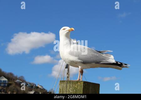 Möwe auf einem Posten im Hafen Stockfoto