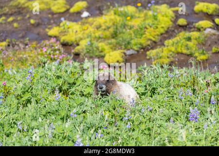 Im Paradise im Mount Rainier National Park, wo ein Bach vorbeifließt, sitzt ein Murmeltier in einem Fleck von Lupinen-Wildblumen. Stockfoto