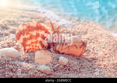 Nahaufnahme von braunen Muscheln im Sende auf blauem, gerölltem Hintergrund Stockfoto