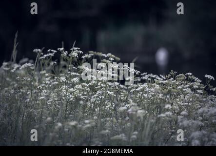 Geringer Fokus des Alyssum-Feldes bei Nacht mit dunklem, unscharfem Hintergrund Stockfoto