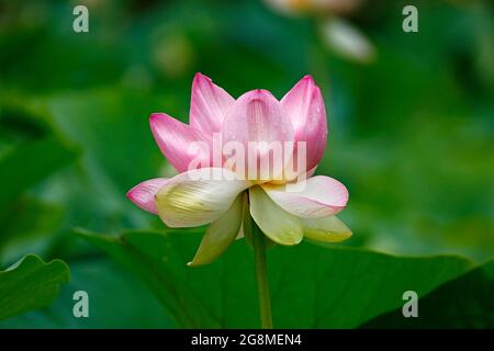 Eine vollständig geöffnete Lotusblume in Melbourne, Australien. Stockfoto