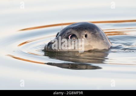 Robbenpappe (Phoca vitulina) schwimmt in einer Mündung in der goldenen Stunde nach Sonnenaufgang Stockfoto