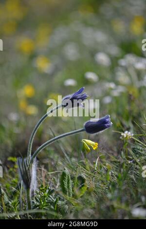 Halbinsel Krim Stockfoto