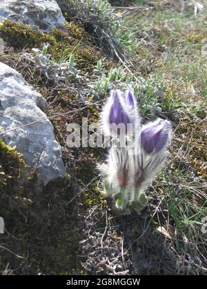 Halbinsel Krim Stockfoto