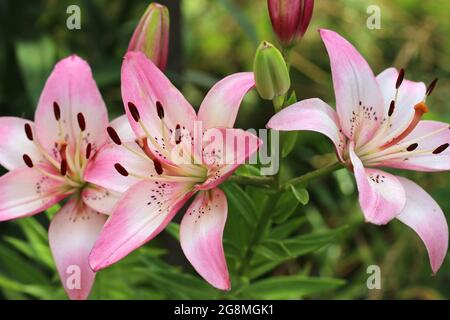 Weiß-rosa Lilie auf unscharfem Hintergrund. Lilium. Stockfoto