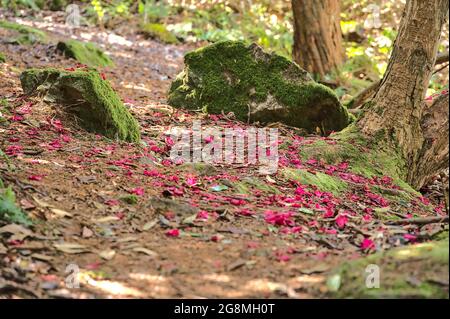 Wunderschöne Nahaufnahme der im Frühling gefallenen rosa Blütenblätter wilder Rhododendron blühender Bäume zwischen Felsen in Howth Rhododendron Gardens, Dublin, Irland Stockfoto