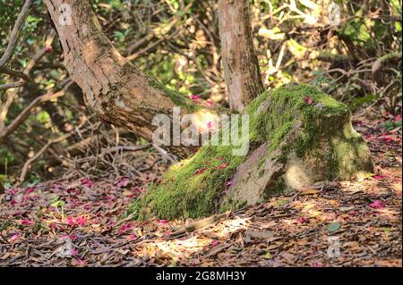 Wunderschöne Nahaufnahme der im Frühling gefallenen rosa Blütenblätter wilder Rhododendron blühender Bäume zwischen Felsen in Howth Rhododendron Gardens, Dublin, Irland Stockfoto