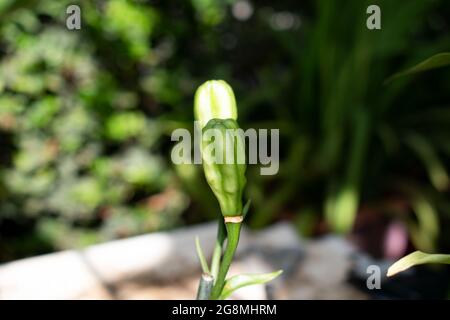 Eine Taglilienblüte, die die Samen für die Pflanze enthält. Sie wächst auf einem grünen Stamm vor einem grünen Naturhintergrund aus verschwommenen Blättern. Stockfoto