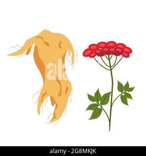 Ginsengwurzel und Ginsengbeerenikone flacher Stil. Isoliert auf weißem Hintergrund. Vektorgrafik Stock Vektor