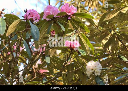 Wunderschöne Nahaufnahme der frühlingshaften rosa und weißen wilden Rhododendron-Blüten mit grünen Blättern, Howth Rhododendron Gardens, Dublin Irland Stockfoto