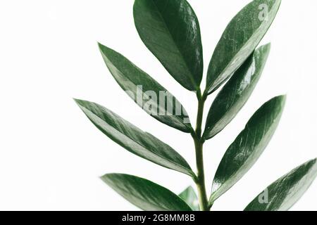 Zamioculcas zamiifolia zz grüne Pflanze Blatt auf dem weißen Hintergrund close up Stockfoto