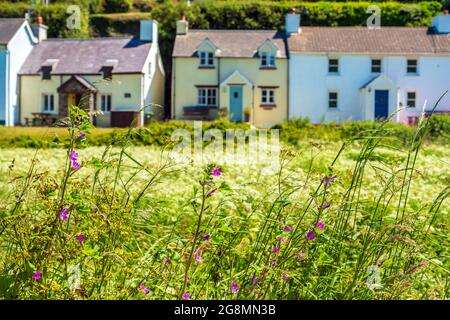 Abercastle, ein Hafen und Weiler an der Pembrokeshire Coast, Wales, Großbritannien Stockfoto