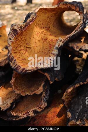 Portugal, Region Alentejo. Frisch geerntete Korkeichenrinde trocknet im Sonnenschein. (Unbearbeiteter Kork) natürliche, nachhaltige Ressource. Geringer Fokus Stockfoto