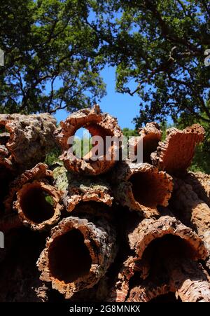 Portugal, Region Alentejo. Frisch geerntete Korkeichenrinde trocknet im Sonnenschein. (Unbearbeiteter Kork) natürliche, nachhaltige Ressource. Geringer Fokus Stockfoto