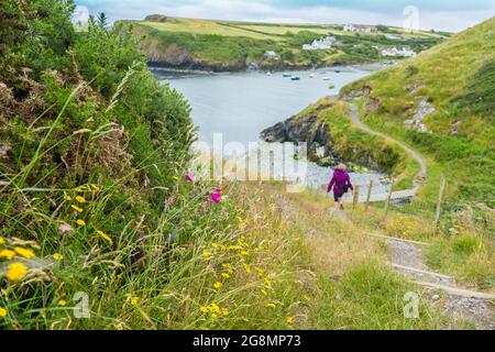 Abercastle, ein Hafen und Weiler an der Pembrokeshire Coast, Wales, Großbritannien Stockfoto