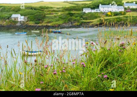 Abercastle, ein Hafen und Weiler an der Pembrokeshire Coast, Wales, Großbritannien Stockfoto