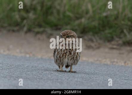 Die kleine Eule (Athene noctua) thront auf der Straße in North Norfolk. Auf der Suche nach Beutegegenständen zum Füttern. Stockfoto