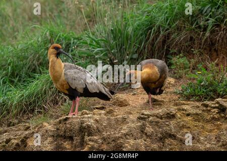 Porträt eines Schwarzgesichtenibis in den Bergen Stockfoto