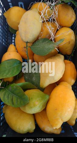 Gelbe sizilianische Zitronen, mit grünen Blättern in einem Korb, Parma, Italien. Hochwertige Fotos Stockfoto