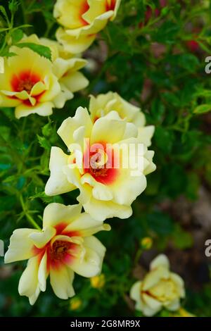 Gelbe und orange herrliche Babylon Augen Rosenblüte wächst im Garten Stockfoto