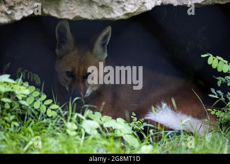Ein Mähne Wolf ruht im Wald Stockfoto