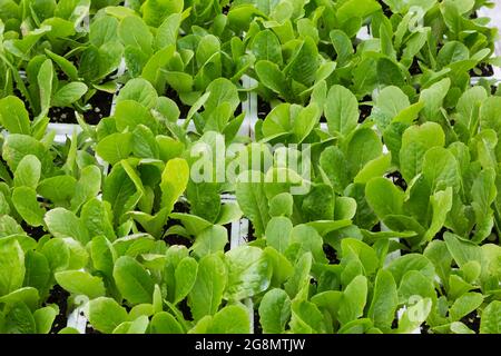 Lactuca sativa - Salatpflanzen, die in weißen Styroporbehältern wachsen Stockfoto
