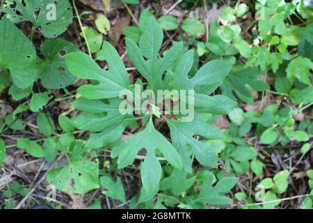 Ein Sassafras-Baumsapling Stockfoto