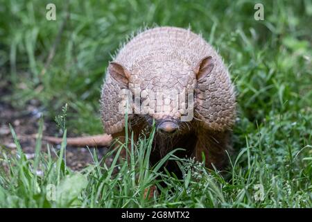 Porträt eines Gürteltieres im Wald Stockfoto