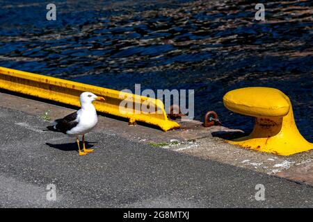 Eine der vielen Möwen (skandinavische Heringsmöwe) rund um den Hafen von Bergen, Norwegen Stockfoto