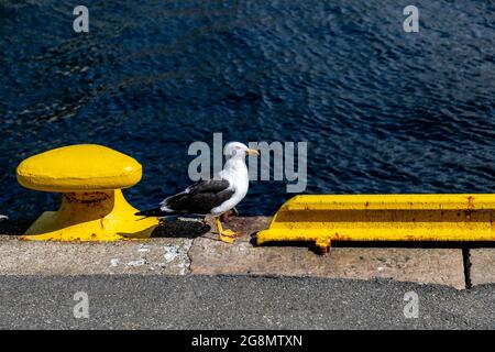 Eine der vielen Möwen (skandinavische Heringsmöwe) rund um den Hafen von Bergen, Norwegen Stockfoto