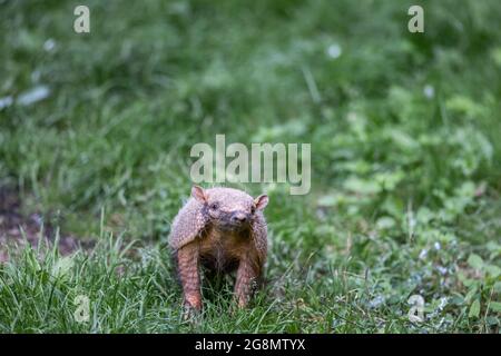 Porträt eines Gürteltieres im Wald Stockfoto