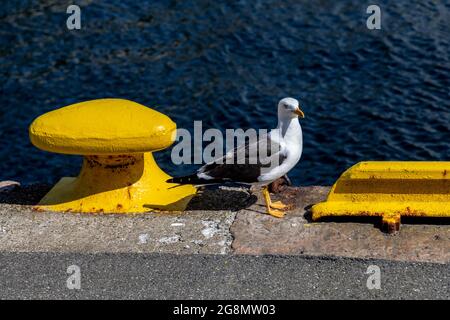 Eine der vielen Möwen (skandinavische Heringsmöwe) rund um den Hafen von Bergen, Norwegen Stockfoto