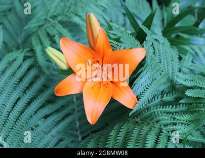 Eine leuchtend orange asiatische Lilie Blüte Stockfoto