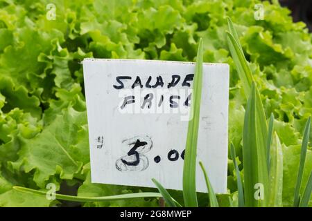 Handgeschriebenes französisches Sprachschild mit schwarzem Marker für Lactuca sativa - Curly Salatflaum zum Verkauf für fünf Dollar in einem Gewächshaus Stockfoto