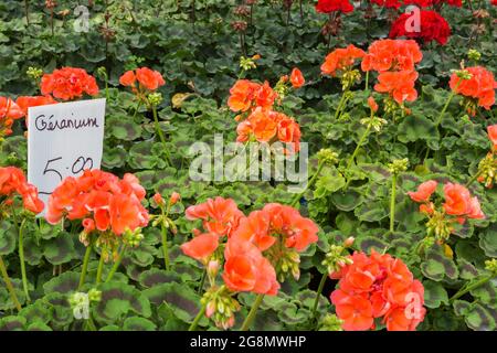 Handgeschriebenes französisches Sprachzeichen für Pelargonium - Geranienblumen, die für fünf Dollar in einem Gewächshaus verkauft werden. Stockfoto