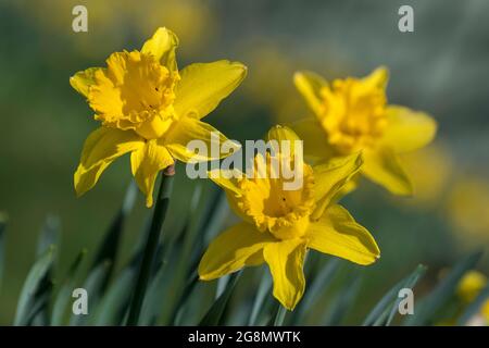 Narzisse (Narcissus spp) Stockfoto