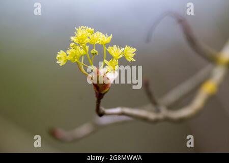 Die Knospe aus Norway Ahorn (Acer platanoides) kommt heraus Stockfoto