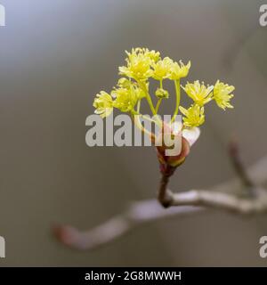 Die Knospe aus Norway Ahorn (Acer platanoides) kommt heraus Stockfoto