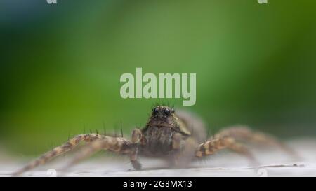 Weibliche Wolfsspinne (Pardosa amentata) Stockfoto