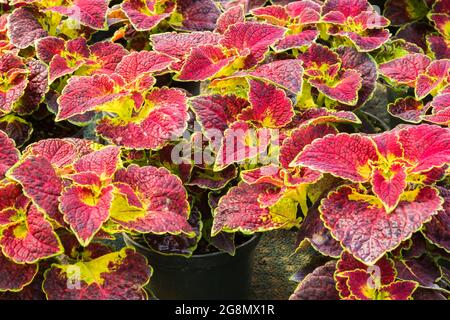 Purpurrote und grünlich gefärbte Solenostemon - Coleus-Pflanzen, die in Containern innerhalb eines Gewächshauses wachsen Stockfoto