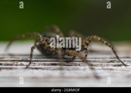 Weibliche Wolfsspinne (Pardosa amentata) Stockfoto