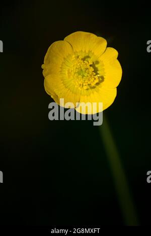 Wiesenfalter (Ranunculus acris) Blume Stockfoto